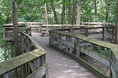 wooden deck in the woods
