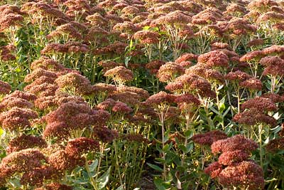 Sedum displaying autumn color