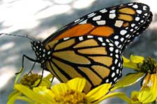 Butterfly on flower